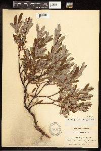 Salix argyrocarpa image