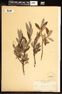 Salix argyrocarpa x pellita image