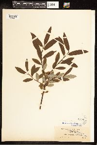 Salix argyrocarpa x pellita image