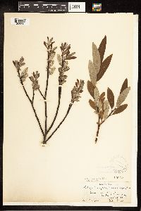 Image of Salix argyrocarpa x pulchra