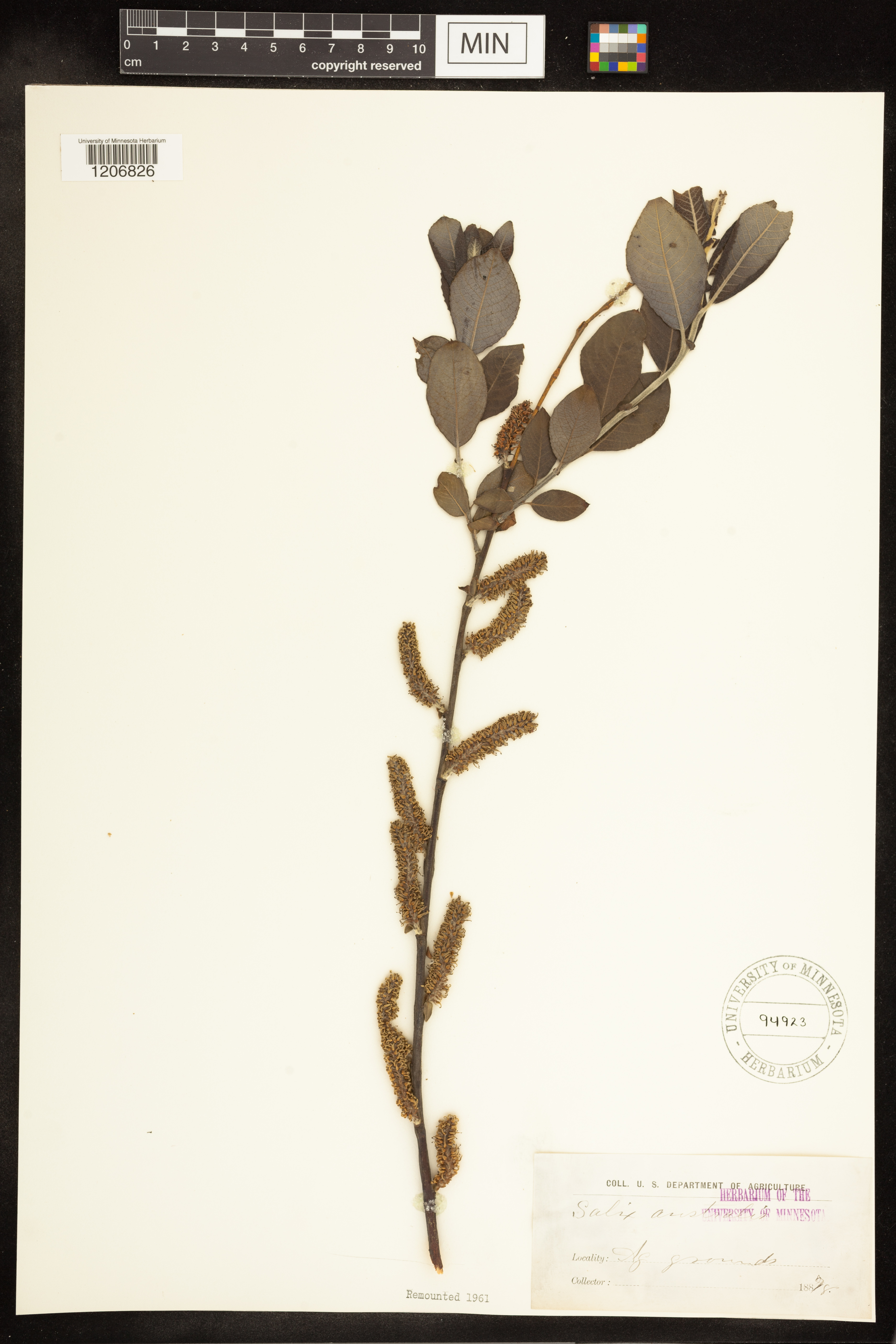 Salix myrsinifolia subsp. myrsinifolia image