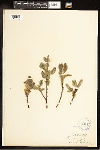 Salix barclayi image