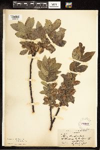 Salix barclayi image