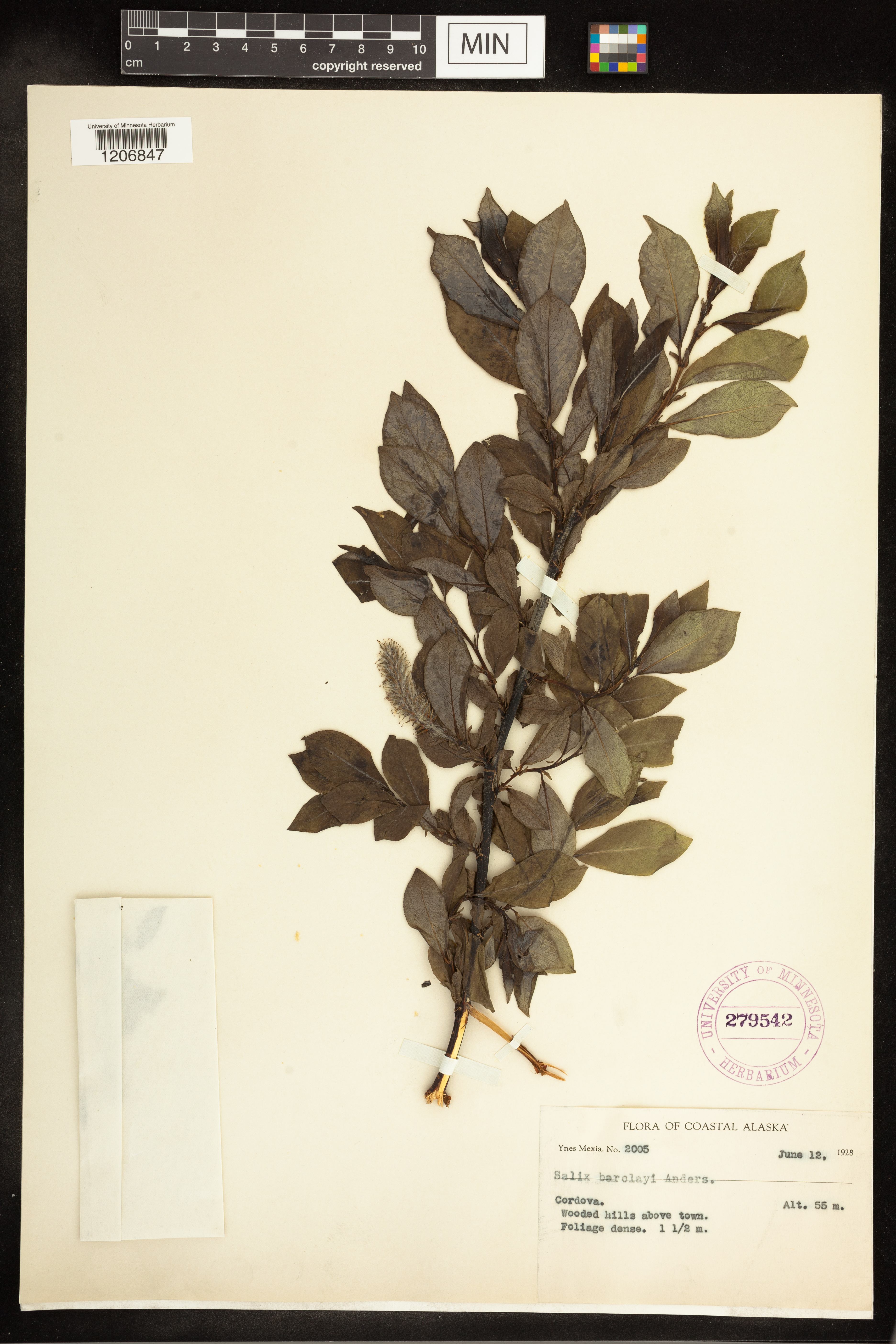 Salix barclayi image