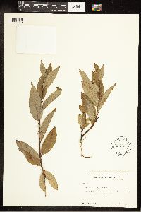 Salix barclayi image