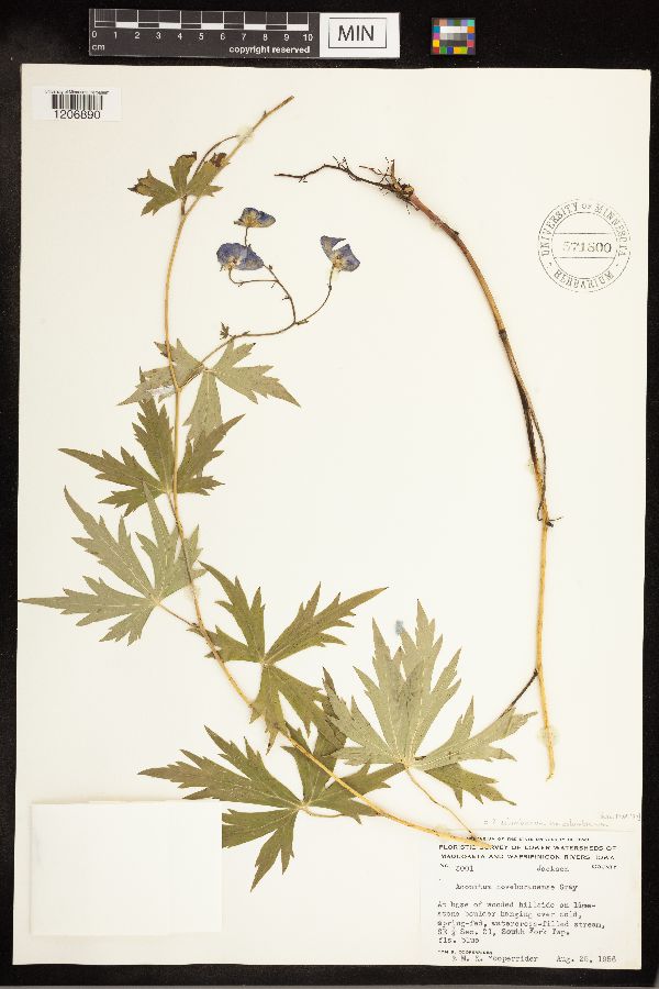 Aconitum columbianum var. columbianum image