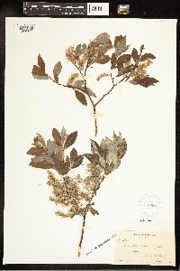 Salix bebbiana image