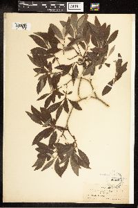 Salix bebbiana image