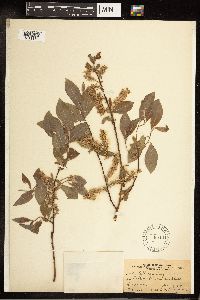 Salix bebbiana image