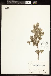 Salix bebbiana image