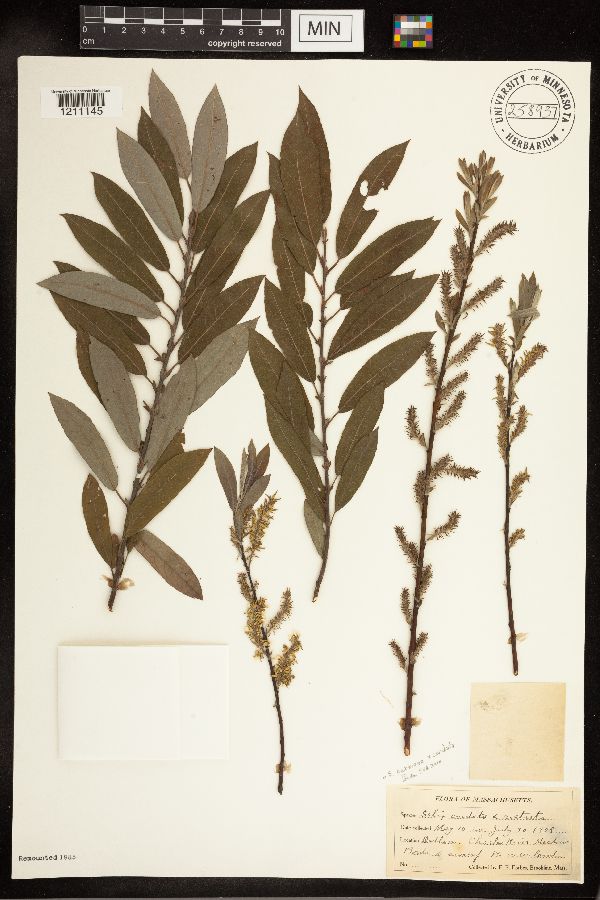 Salix bebbiana x cordata image