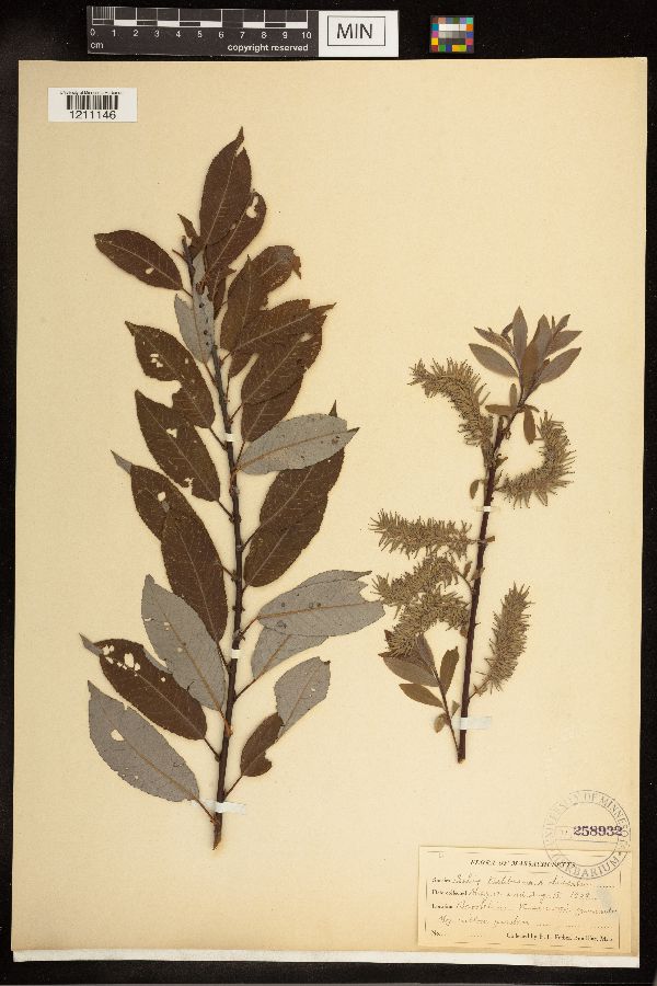 Salix bebbiana x discolor image