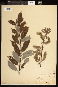 Image of Salix bebbiana x discolor