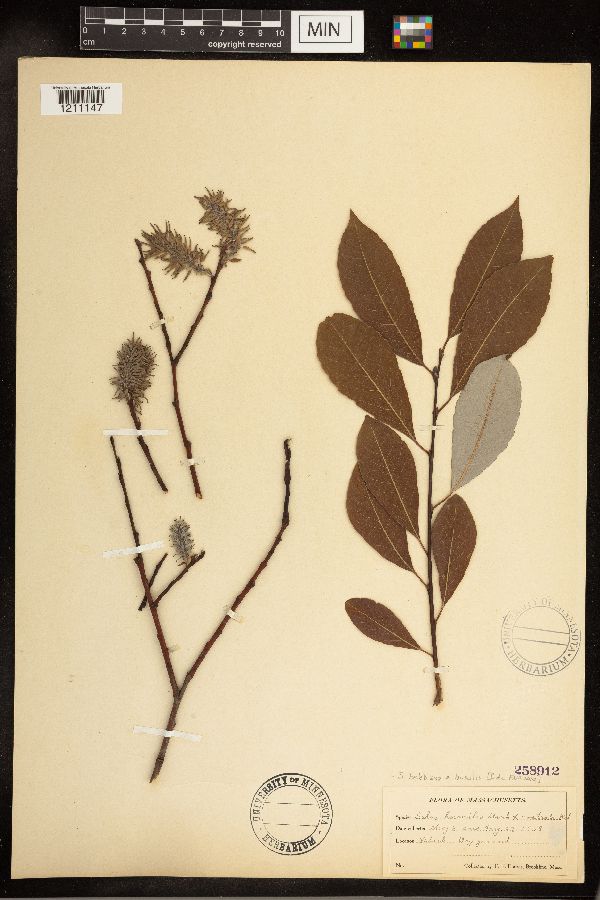 Salix bebbiana x humilis image