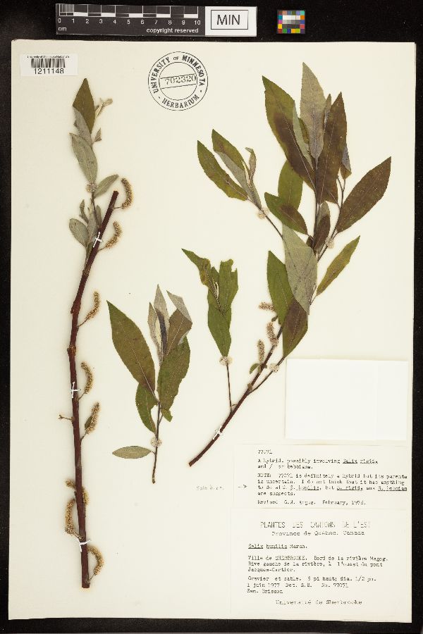 Salix bebbiana x rigida image