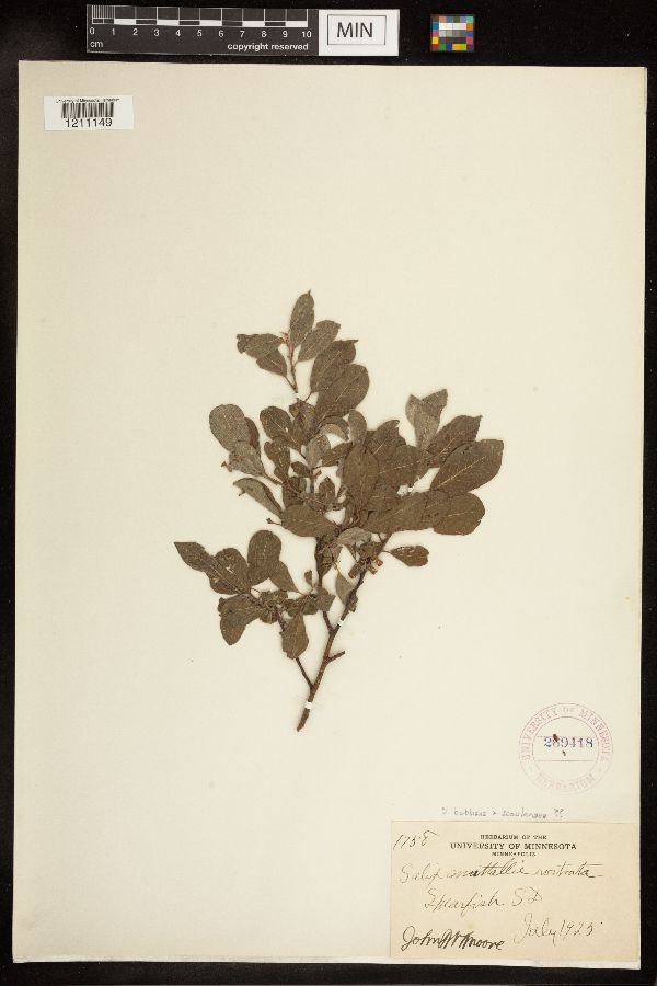Salix bebbiana x scouleriana image