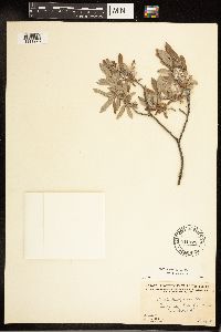 Salix brachycarpa subsp. brachycarpa image