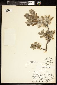 Salix brachycarpa subsp. brachycarpa image