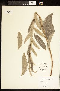 Salix breweri image