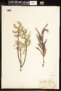 Image of Salix candida x cordata