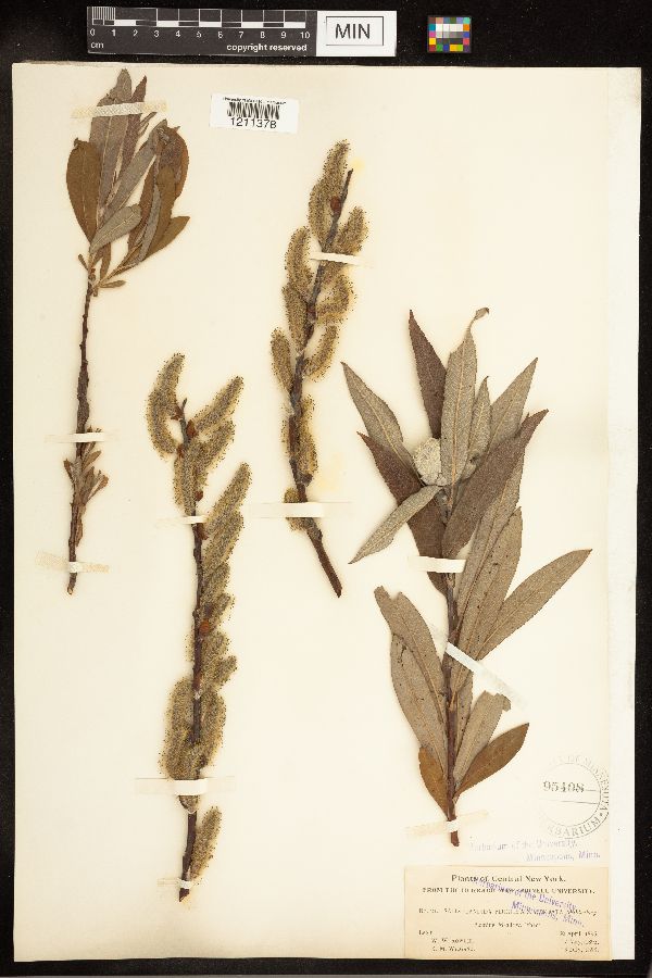 Salix candida x cordata image