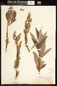 Salix candida x cordata image