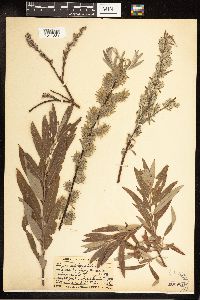 Image of Salix candida x petiolaris