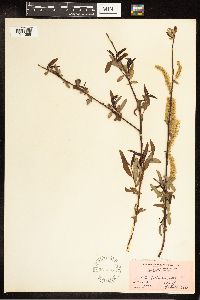 Salix caroliniana image