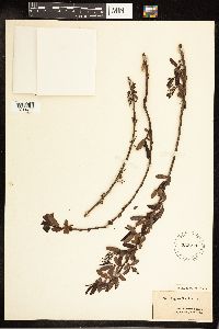 Salix caroliniana image
