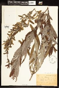 Salix caroliniana image