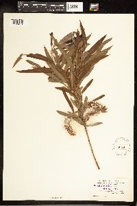 Salix caroliniana image