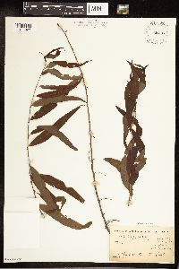 Image of Salix caroliniana x nigra