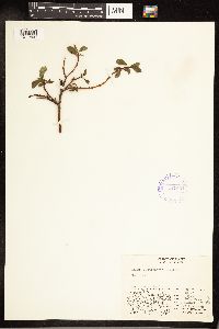 Image of Salix chamissonis
