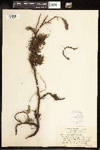 Salix chamissonis image