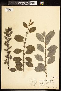 Image of Salix cinerea x cordata