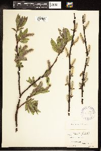 Salix commutata image