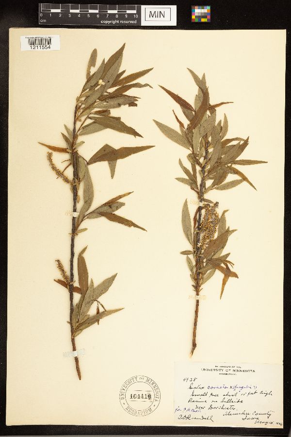 Salix cordata x fragilis image
