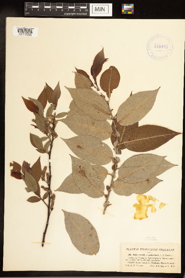 Salix cordata x pedicellaris image