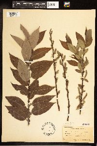 Salix cordata x pedicellaris image