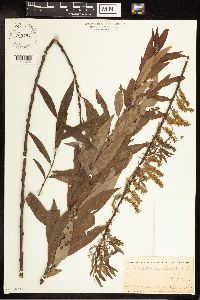 Salix cordata x sericea image