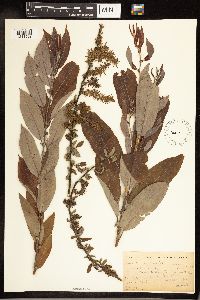 Salix cordata x vestita image