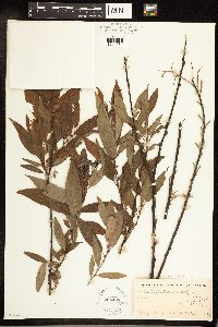 Salix cordata x vestita image