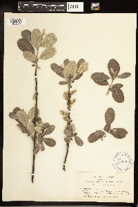 Salix delnortensis image