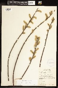 Salix discolor image