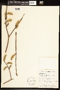 Salix discolor image