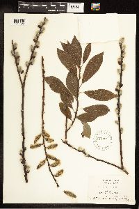 Salix discolor image