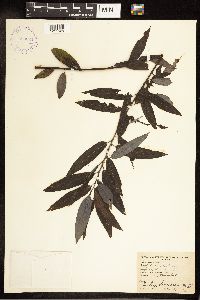 Salix discolor image