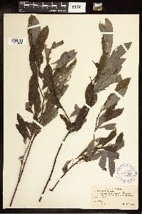 Salix discolor image