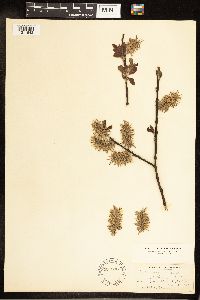 Salix discolor image