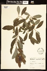 Salix discolor image